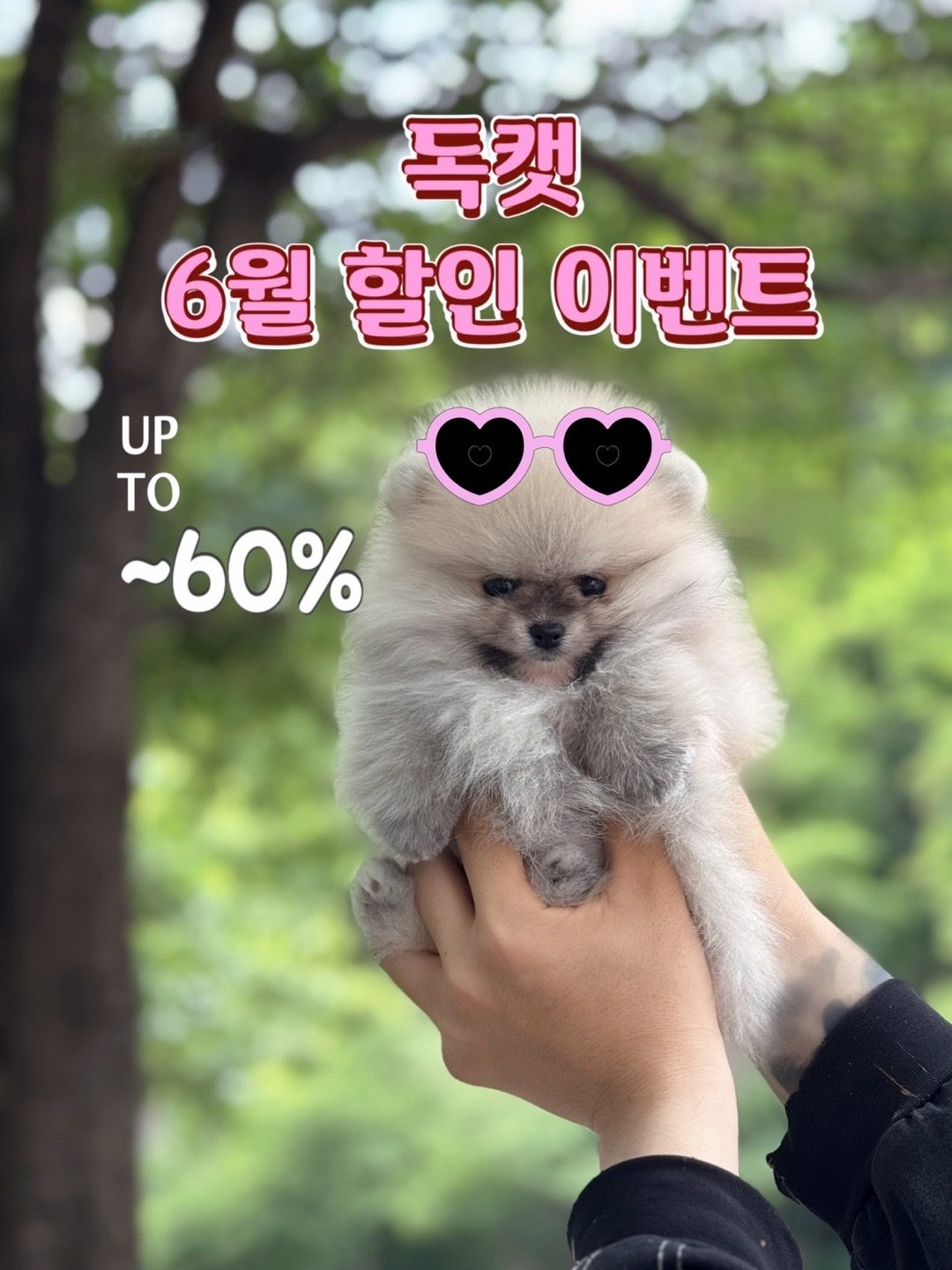 건강하고 예쁜 아가들이 있는 독캣 입니다🐾