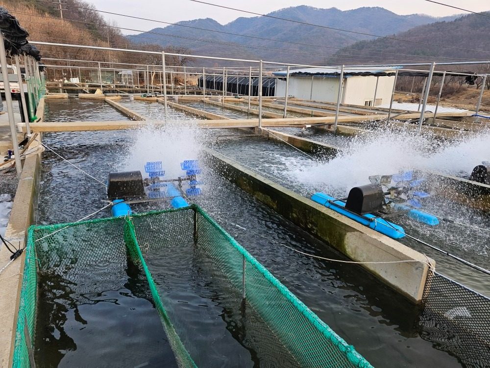 치킨보다싼 송어회 (포장만 가능합니다)