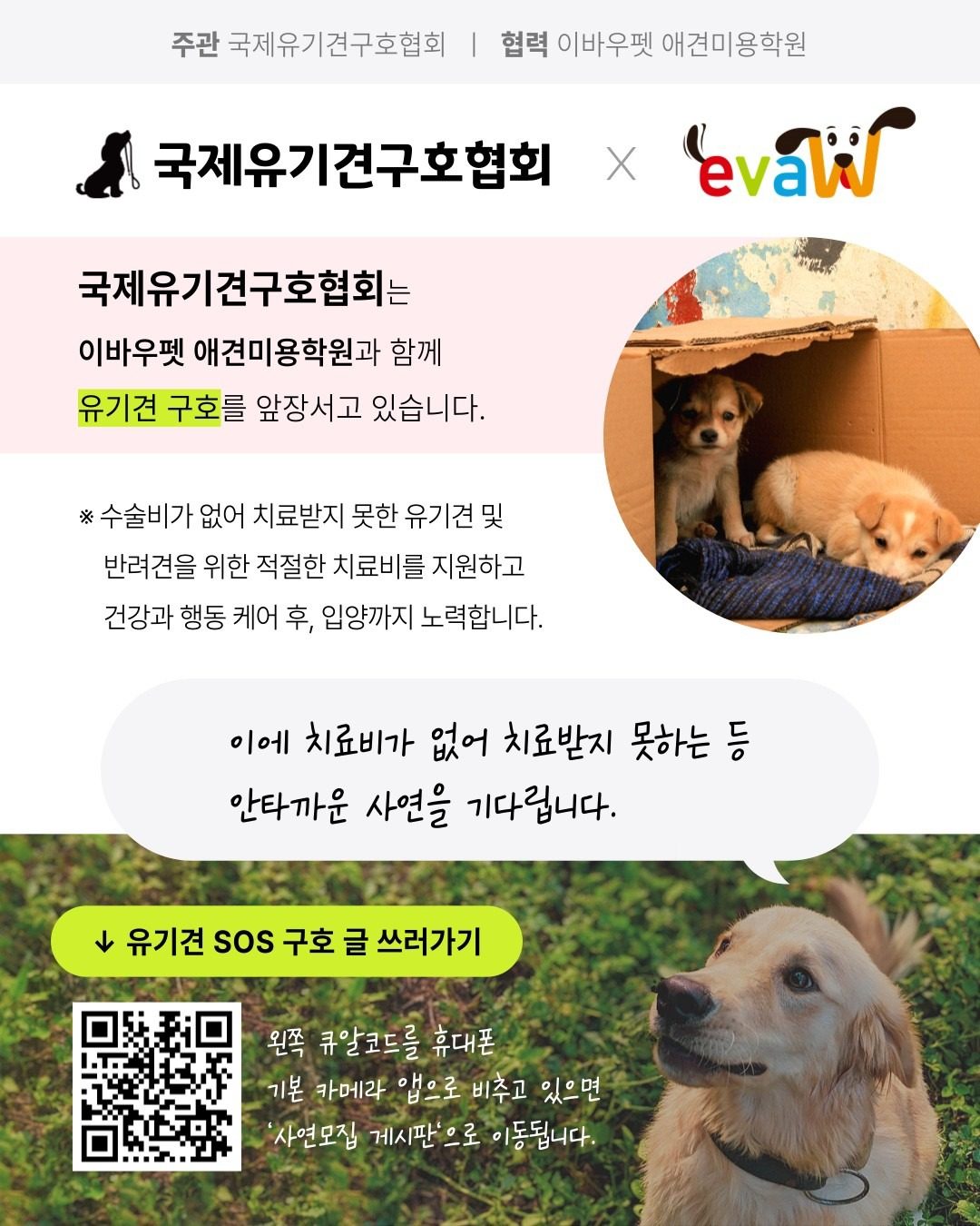 📢이바우펫에서 유기견 치료비를 지원합니다❣️