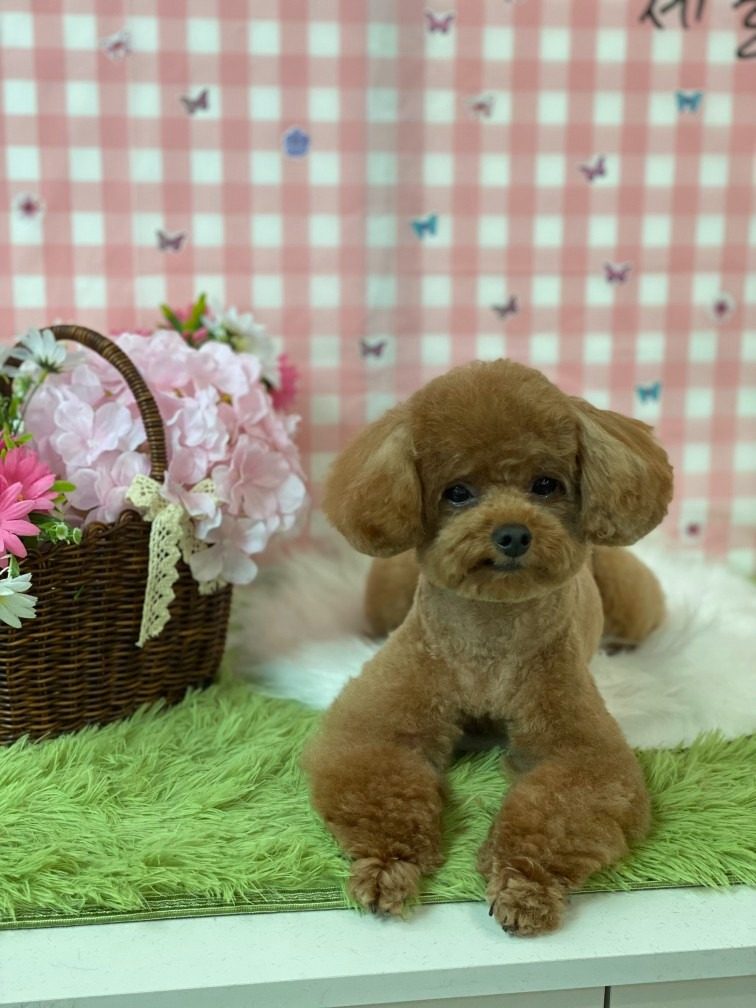 📌7월 애견무료미용 예약❣️2만원기부하면 애견미용공짜