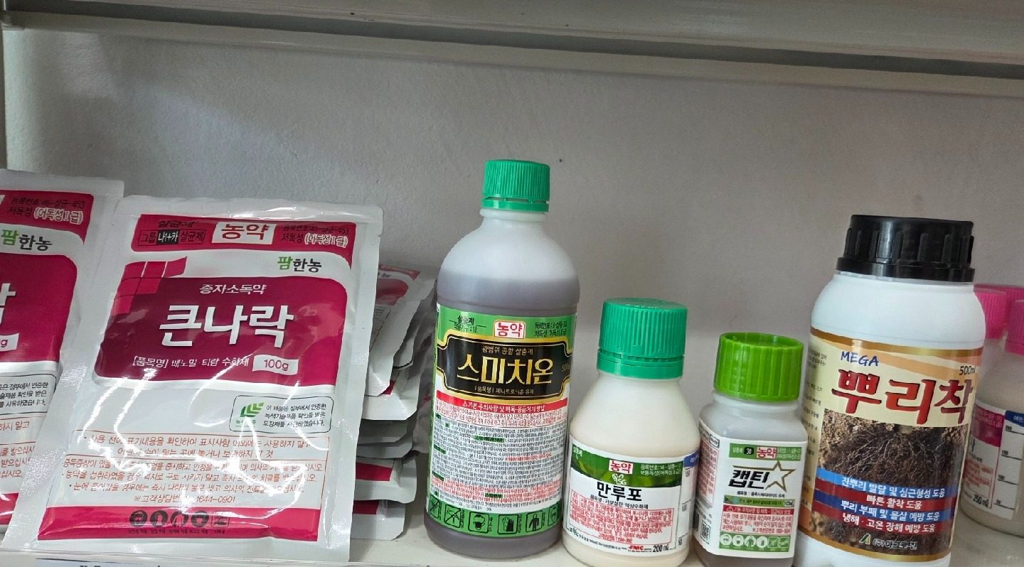 마늘 파종 전 "종자소독약" 있어요! 🌱😄