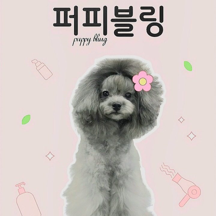 퍼피블링애견미용