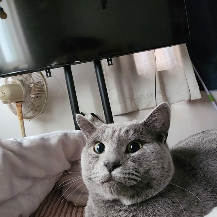 엔젤고양이카페