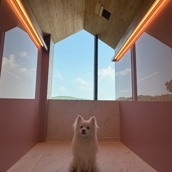 퍼피힐PUPPY HILL