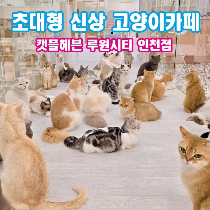 캣�플헤븐 루원시티 인천점