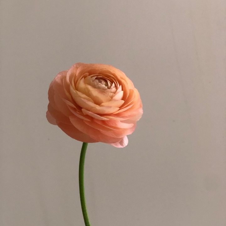 플라워모리아