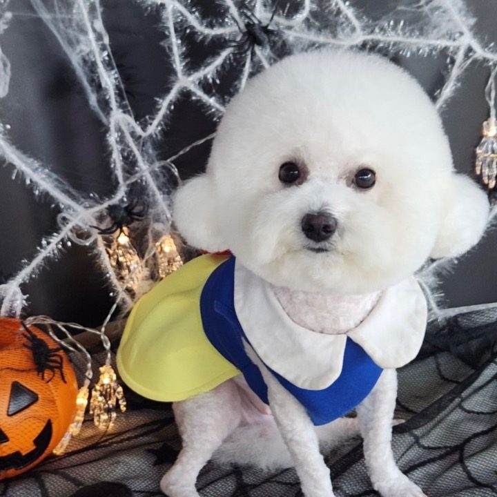댕블랑