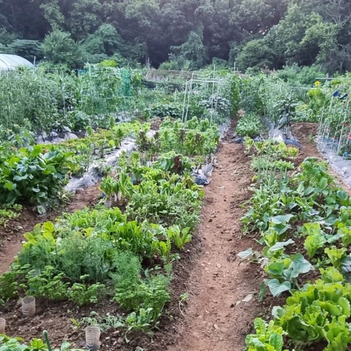 주말농장