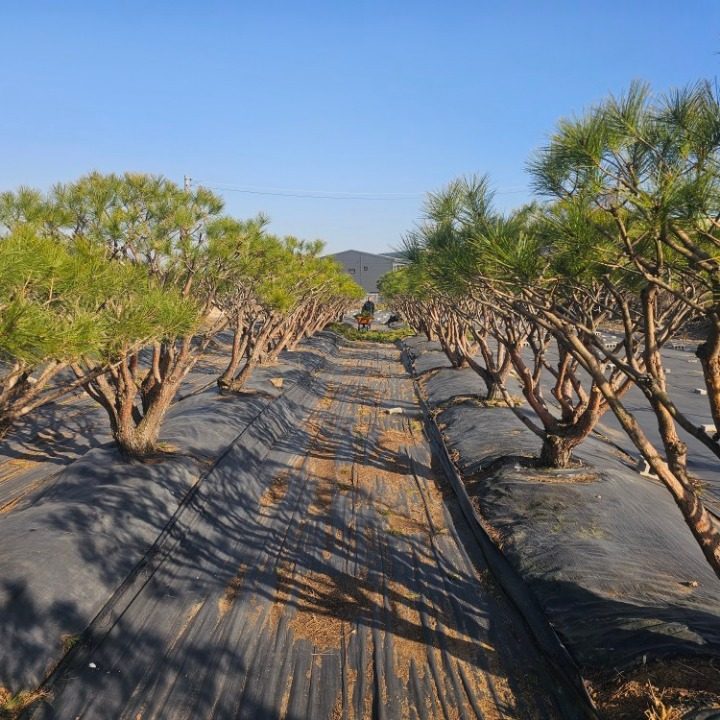 조경용 소나무