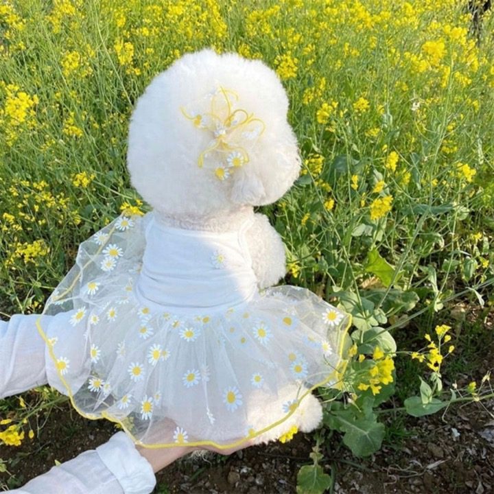 샤인펫월드