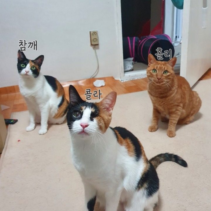 홀참콜 집사
