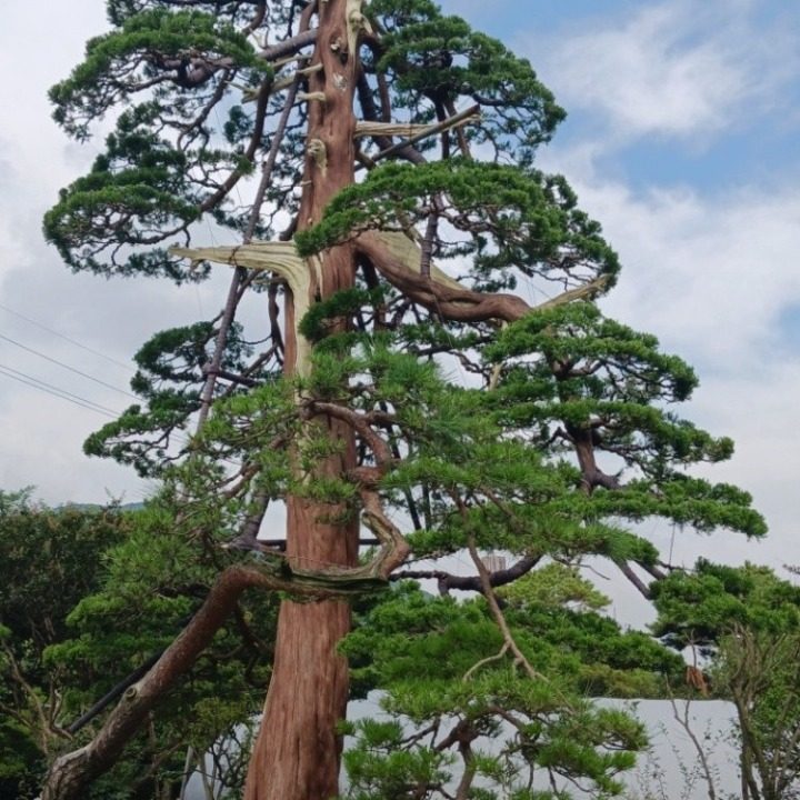 소나무 사랑방