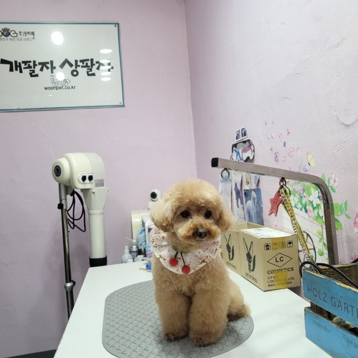 개팔자상팔자
