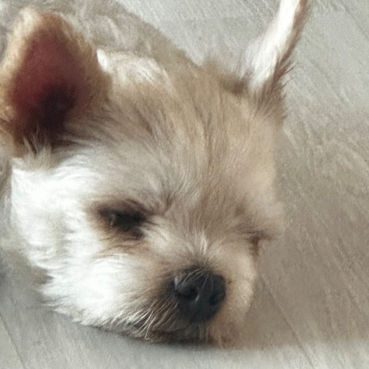 달��봉이