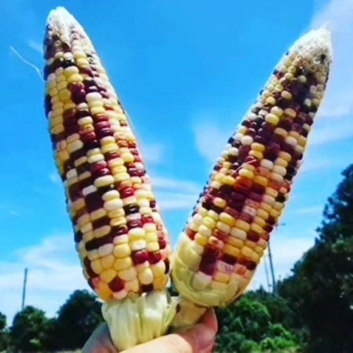 옥수수먹자