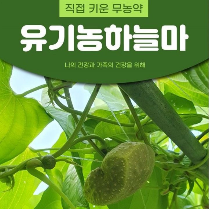 옐로팜