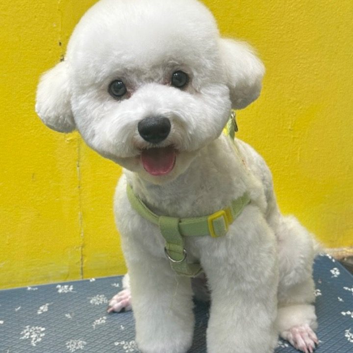 장안구 이목동 출장애견미용