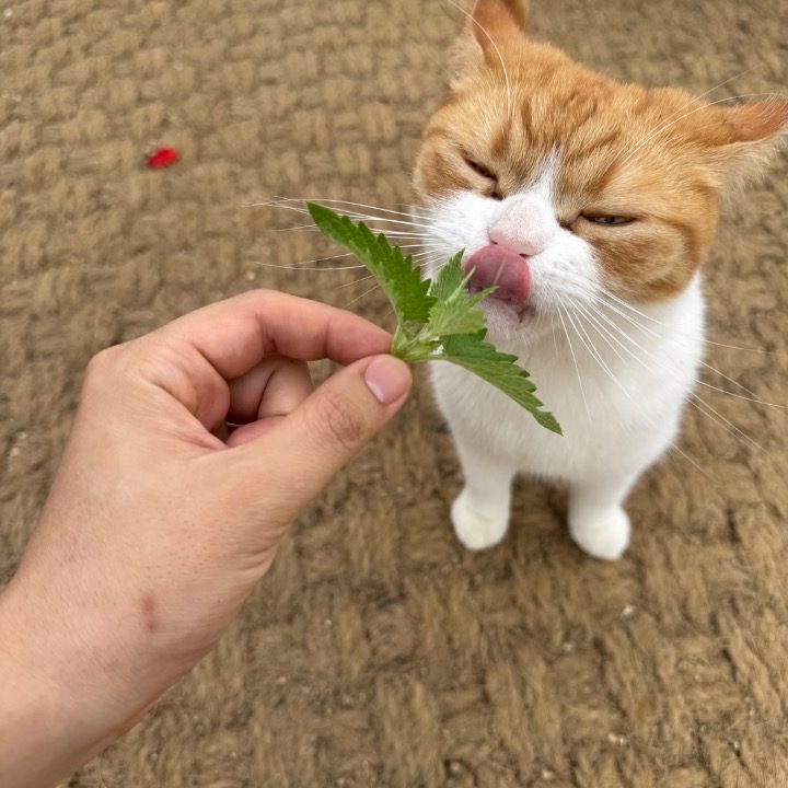 앤진생