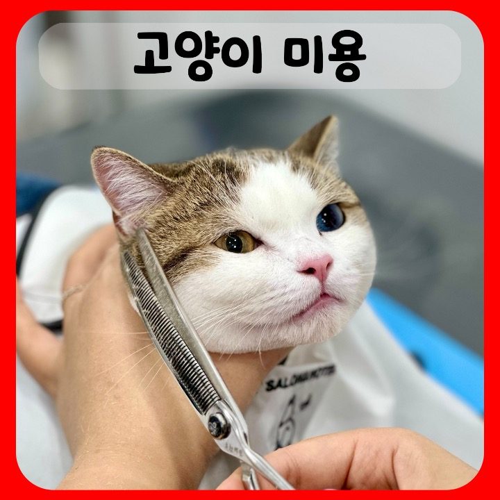 창원고양이미용 무냥무냥 상남점