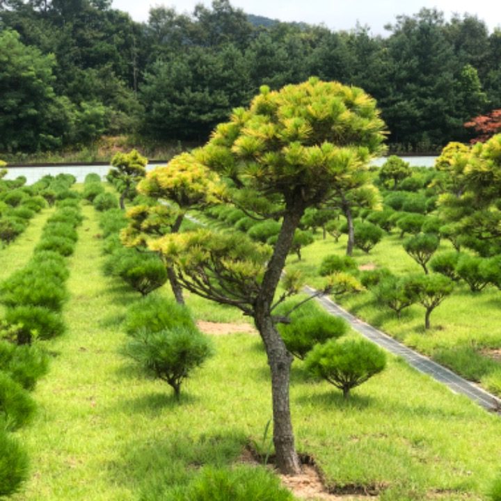 오향중흥교회