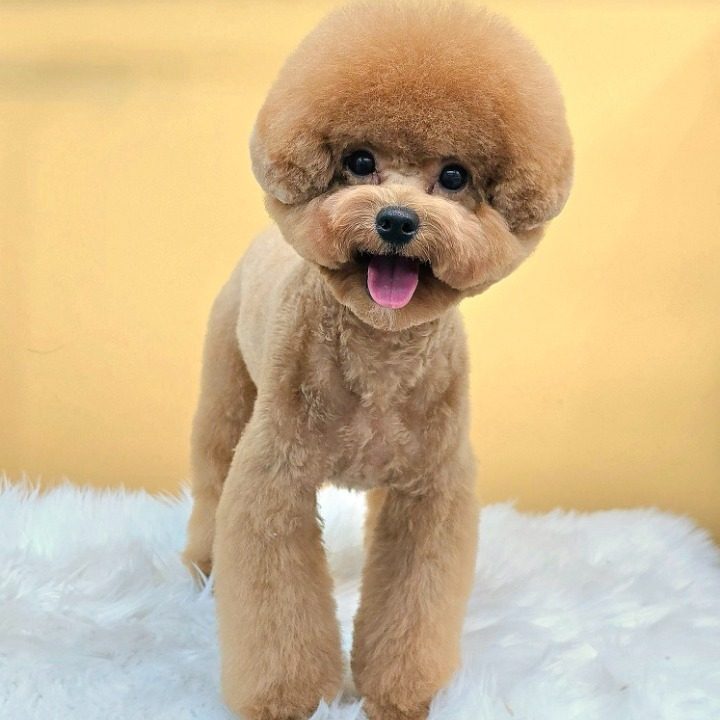 와따몽