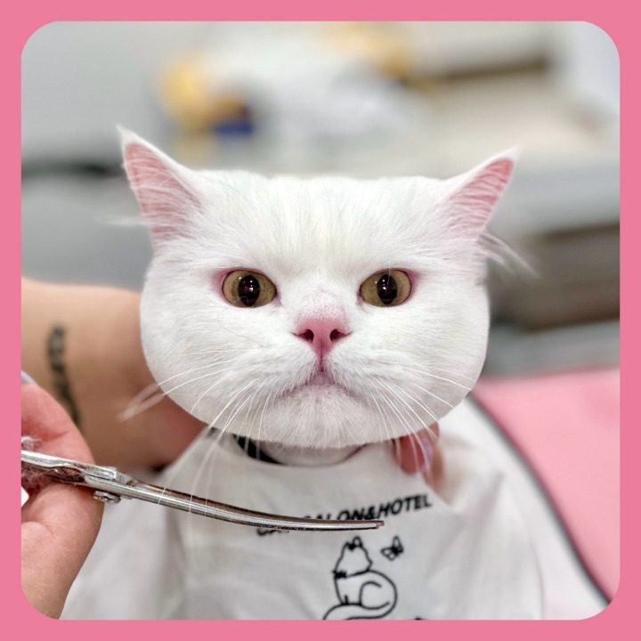 고양이 무마취미용 호텔 무냥무냥