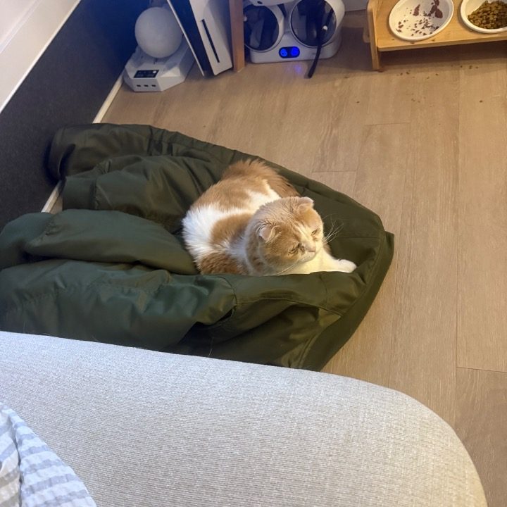 기모띠
