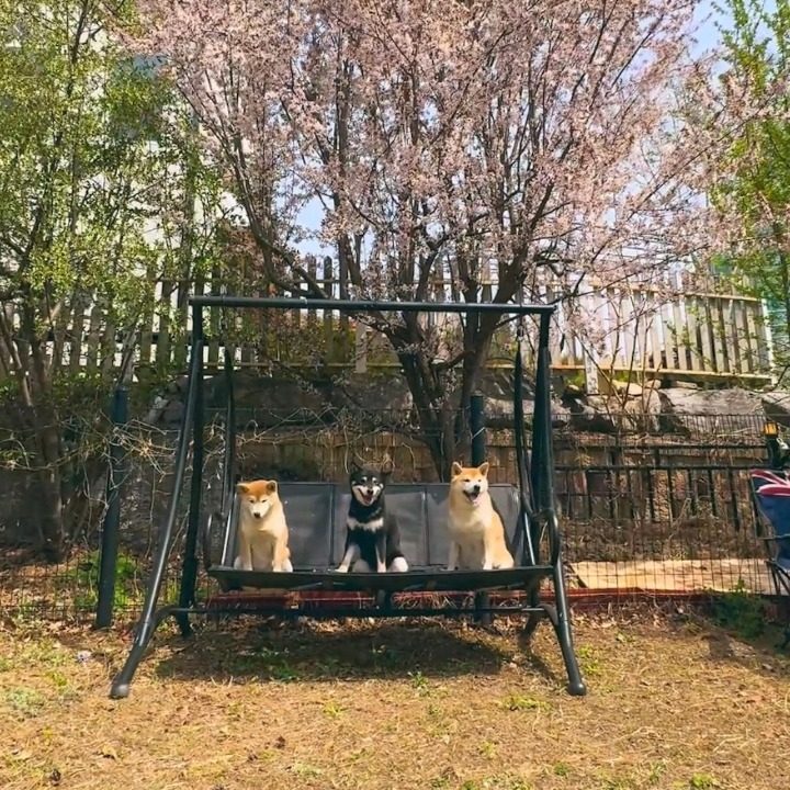 홍고네아마존