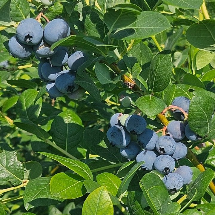 56번상회