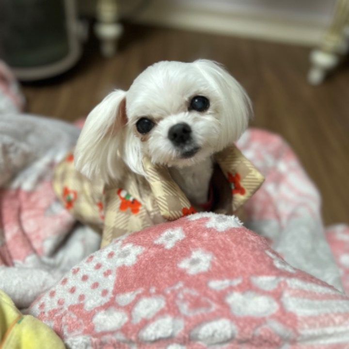 똥강아지
