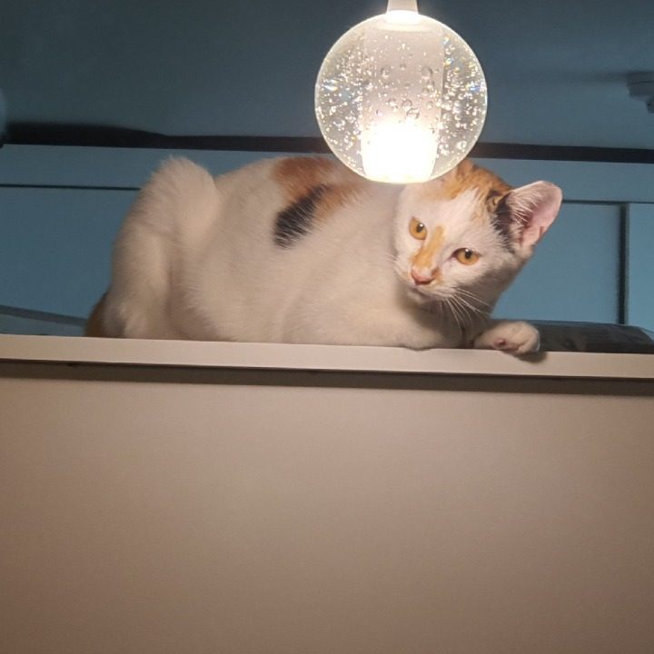 오복예향막국수