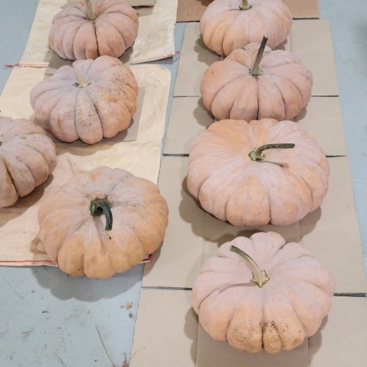 농원텃밭