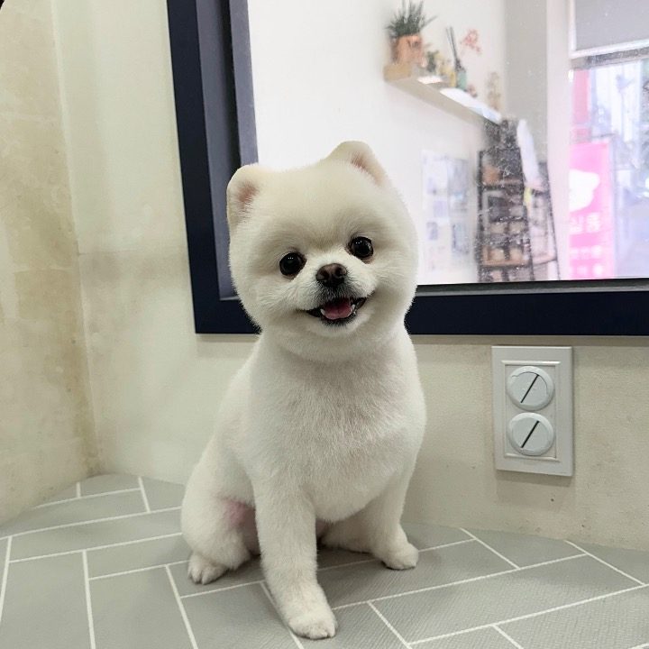 도그살롱
