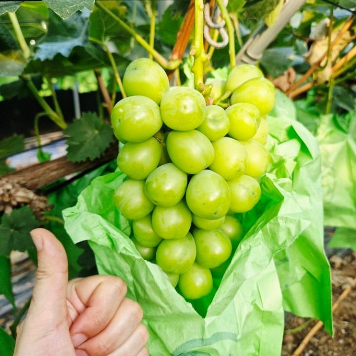 보리 마케팅