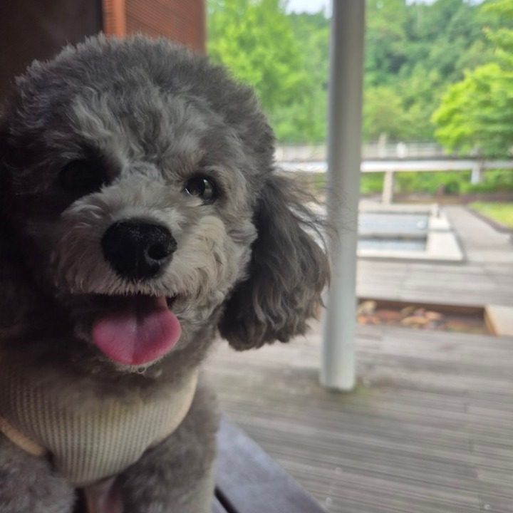 엘이네