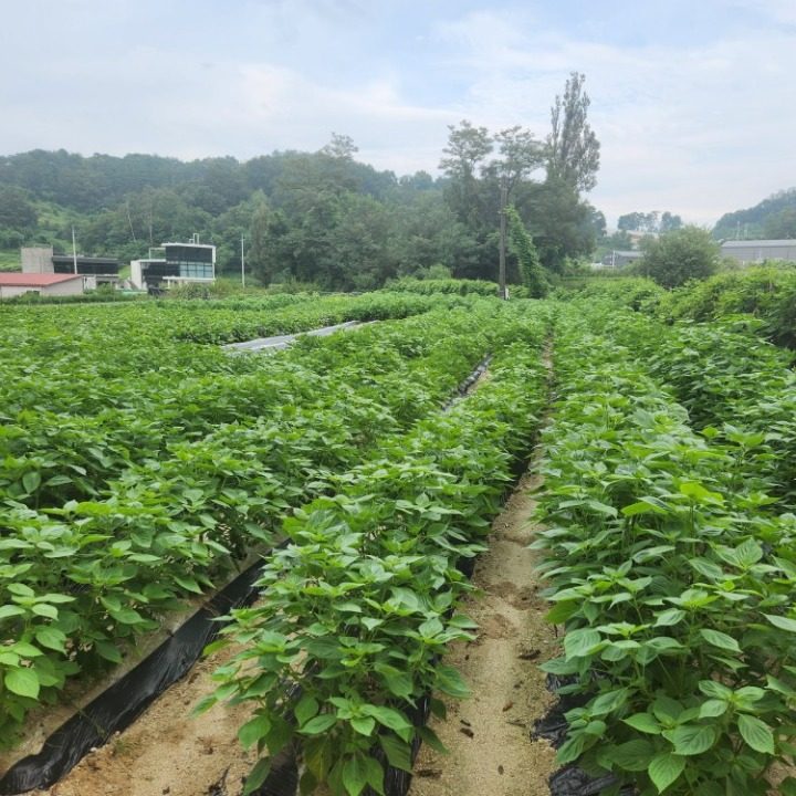 선이애비