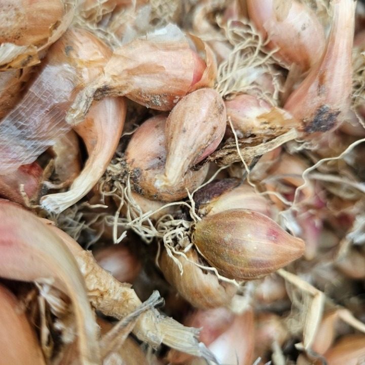 지리산생토