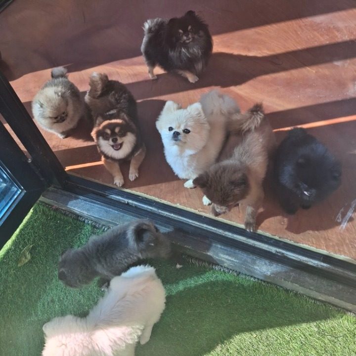 애견카페