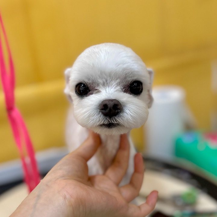 마이멍멍