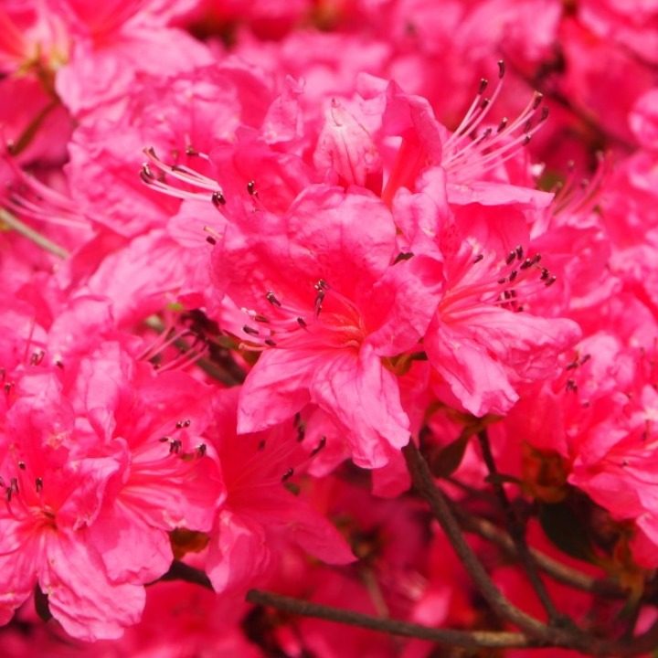 벧엘