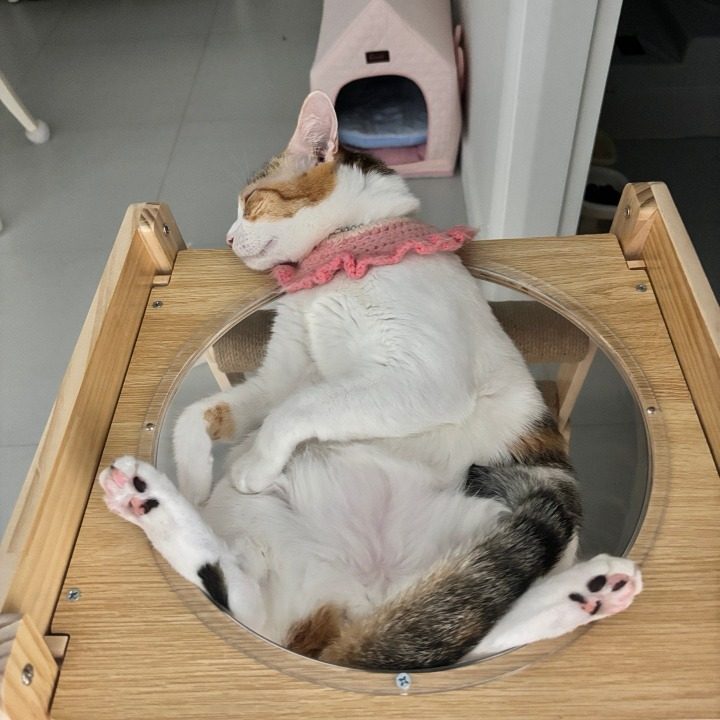 강아지 고양이 펫시터