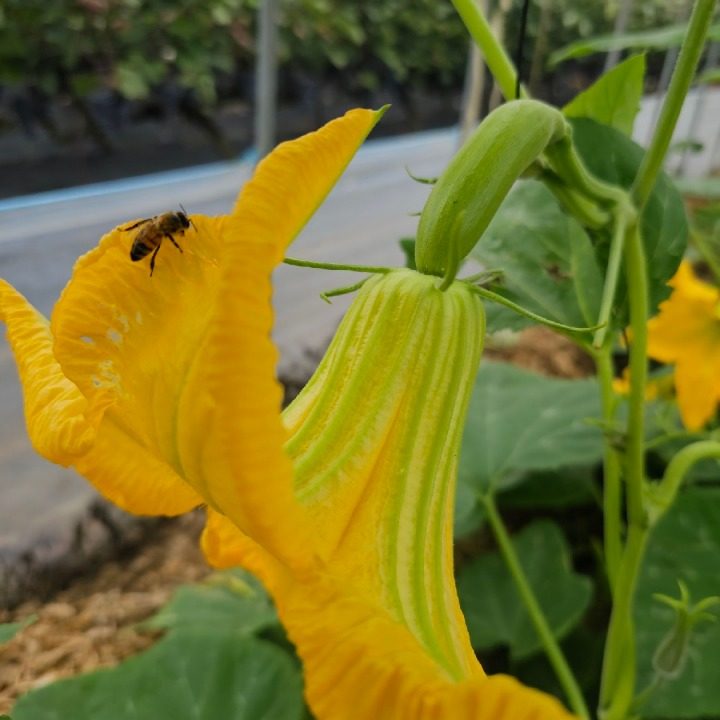 친정엄마 농장