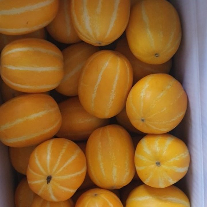 성주참외농원
