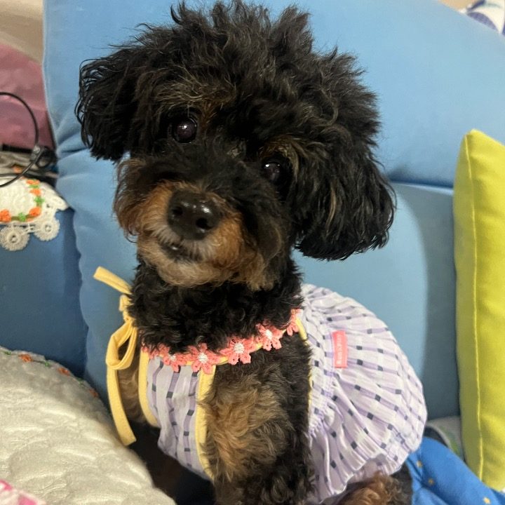 와요wayo 펫시터 반려동물도우미