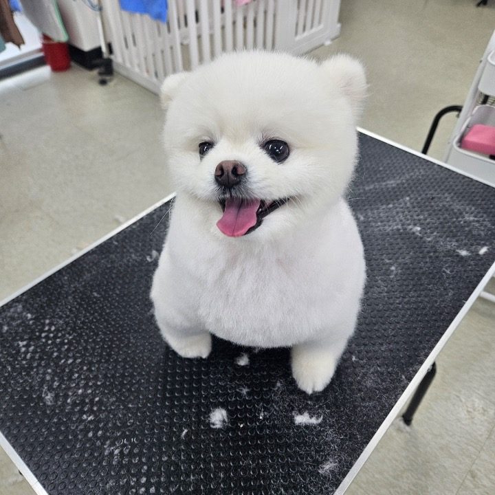 이바우펫 애견미용학원 평택점