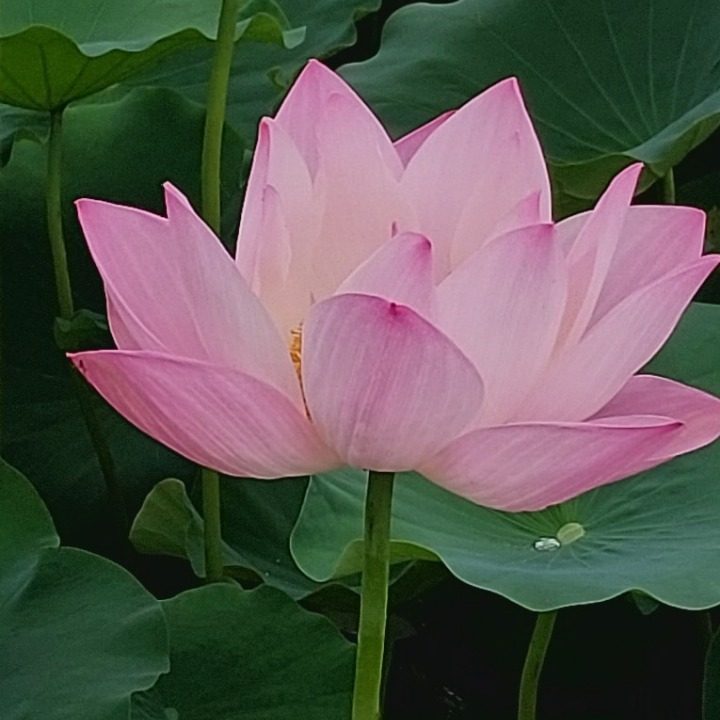 당근토지