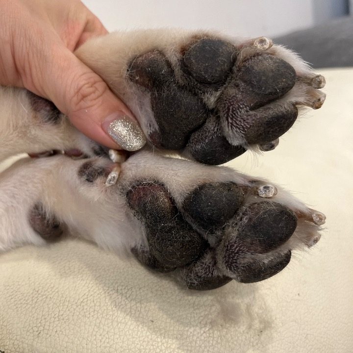 반려동물호텔