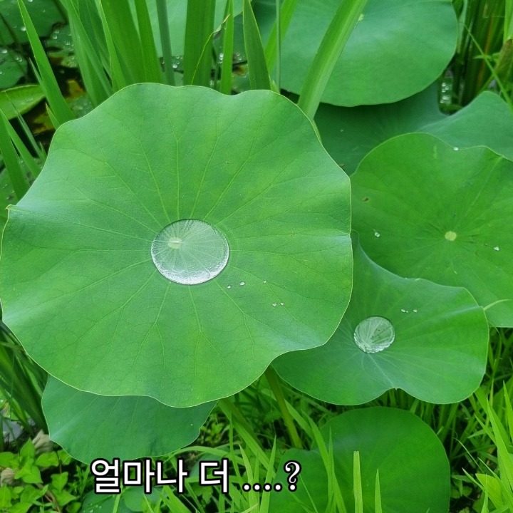 사만타 77 세탁기 세척 서비스