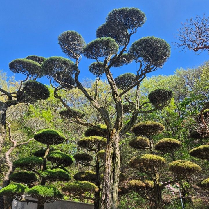 리디아 정원