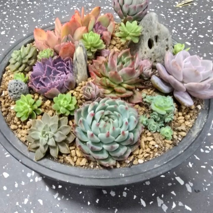 사계절다육이